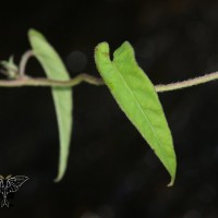 Ipomoea eriocarpa R.Br.